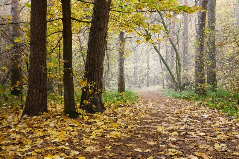 лес, деревья, листва, осень В осеннем лесуphoto preview