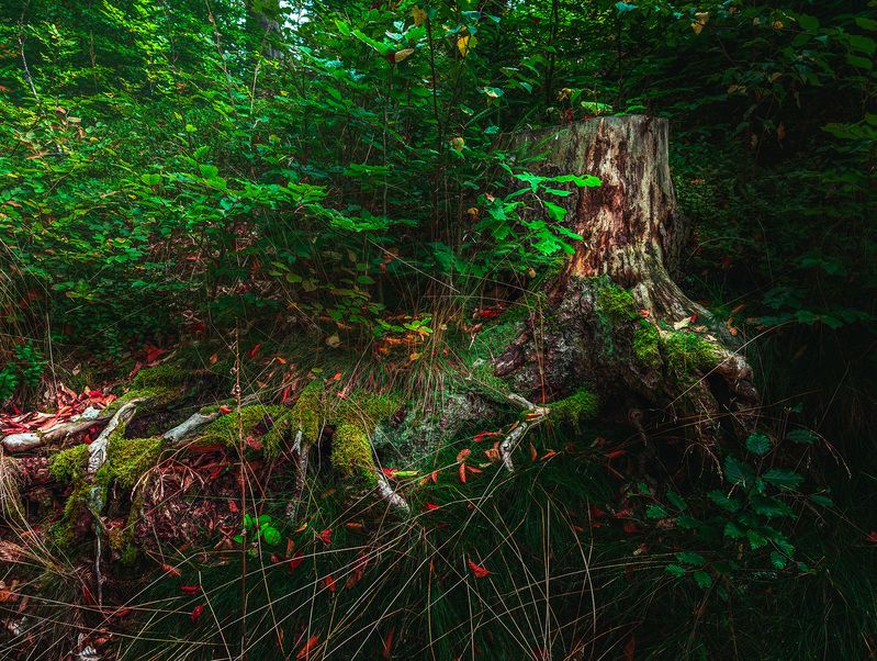 forest, moody, dark, mysterious, stump, tree stump, moss, green, roots, nature Moody Forest Stumpphoto preview