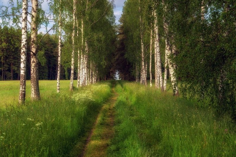 павловский парк Вдоль берёзphoto preview