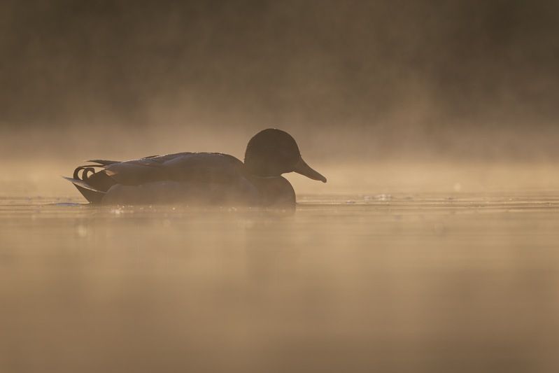 кряква, утка, птицы, туман Утренний туманphoto preview