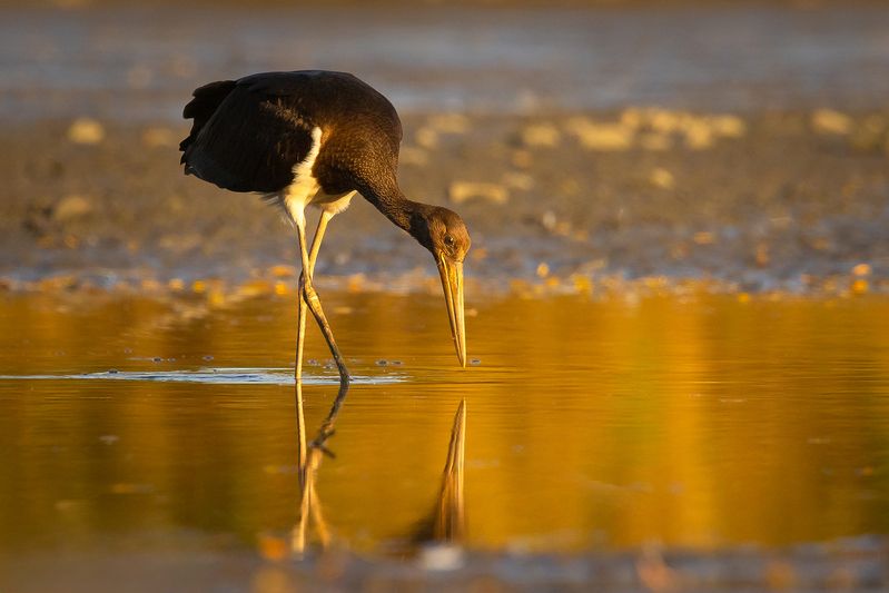 Black stork  фото превью