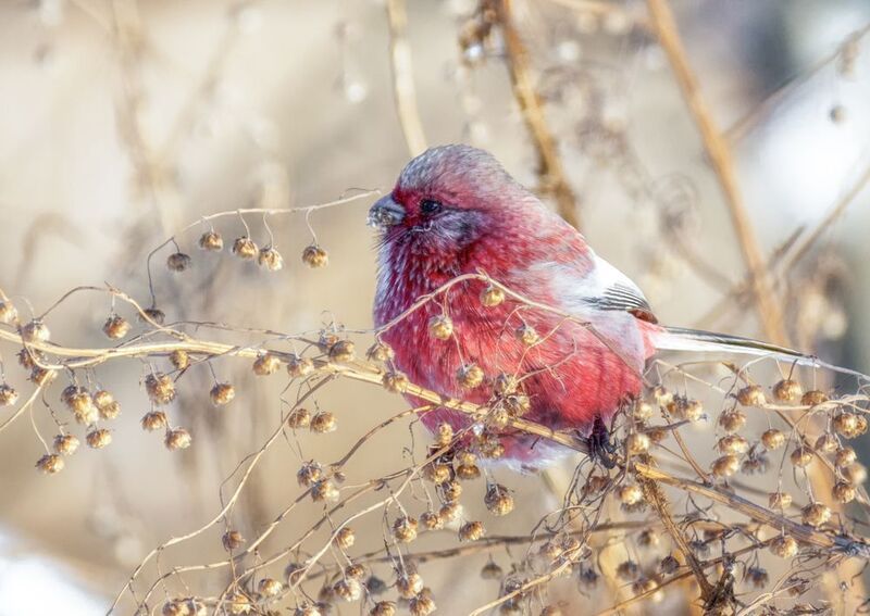 птица, урагус, Урагусphoto preview