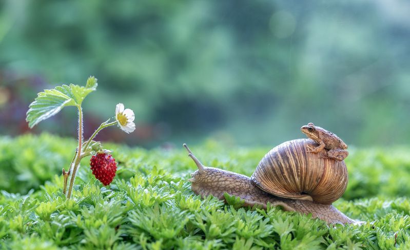 улитка, лягушка, земляника Лягушка-путешественница)photo preview