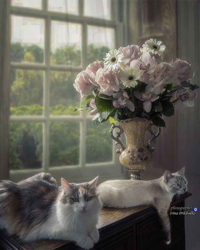 животные, цветы, букеты, котики, кошки, питомцы Лучший твой подарочек - это мы!photo preview