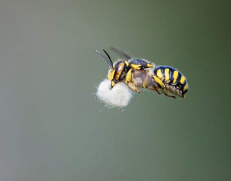 пчела шерстобит Утепляемся фото превью