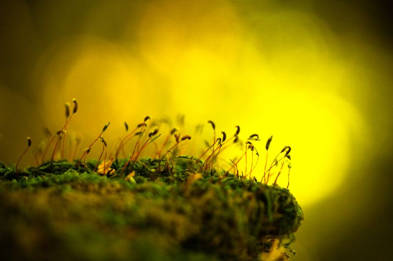 300 Спартанцевphoto preview