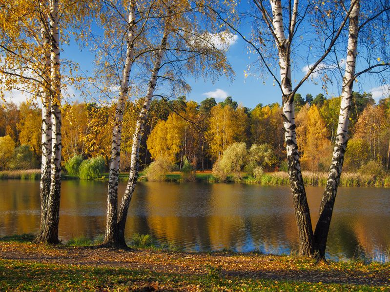 золотая, осень Октябрьский вечер фото превью
