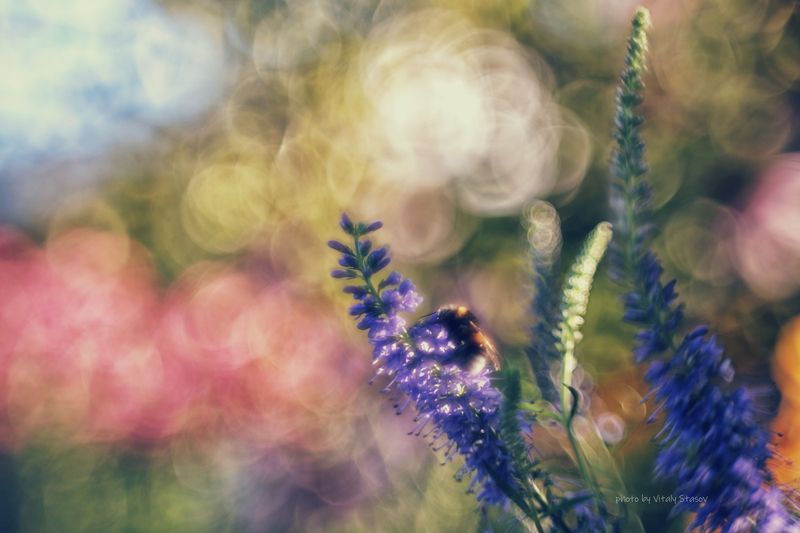 природа, макро, шмель, гелиос 44, helios 44 В лето, где шмель жужжит в цветке..photo preview