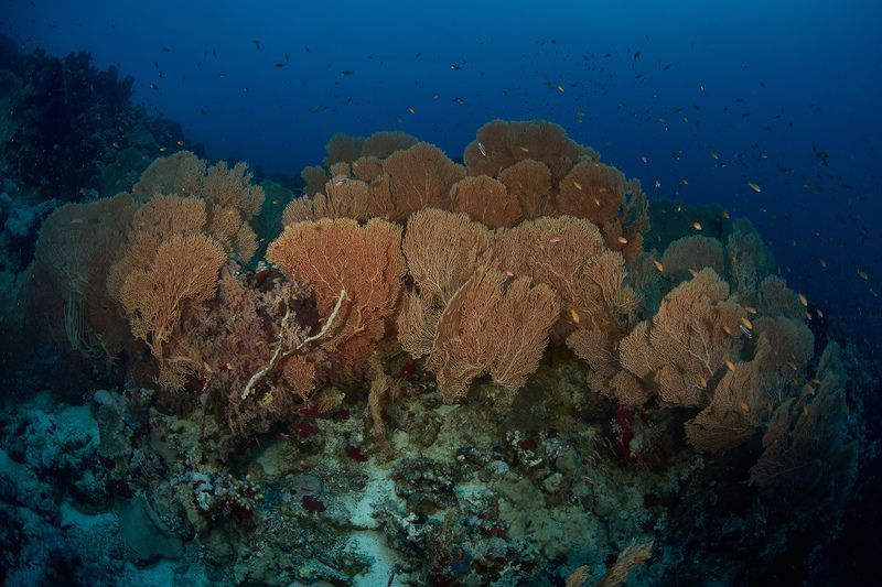 Горгонариевые садыphoto preview