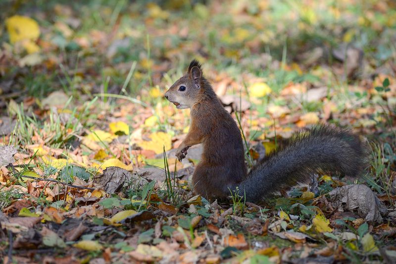 белка, белка обыкновенная, векша, sciurus vulgaris Крепкий орешекphoto preview