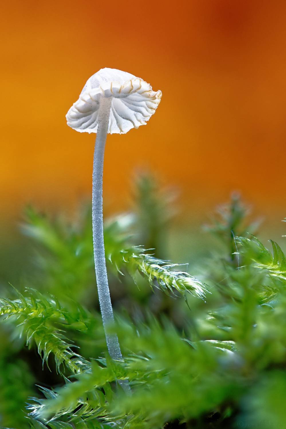 Автор: Jozef Mihalčin , Jozef Mihalčin