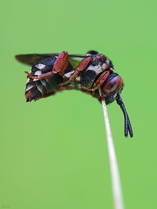 антидия #пчела2photo preview