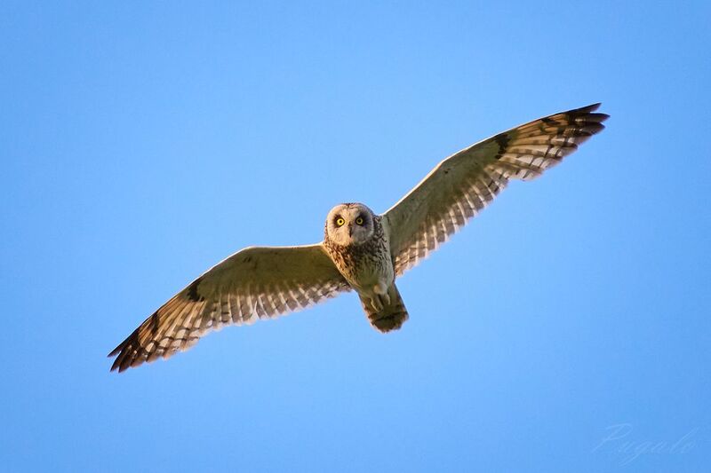 Болотная сова / Asio flammeus / Short-eared owlphoto preview