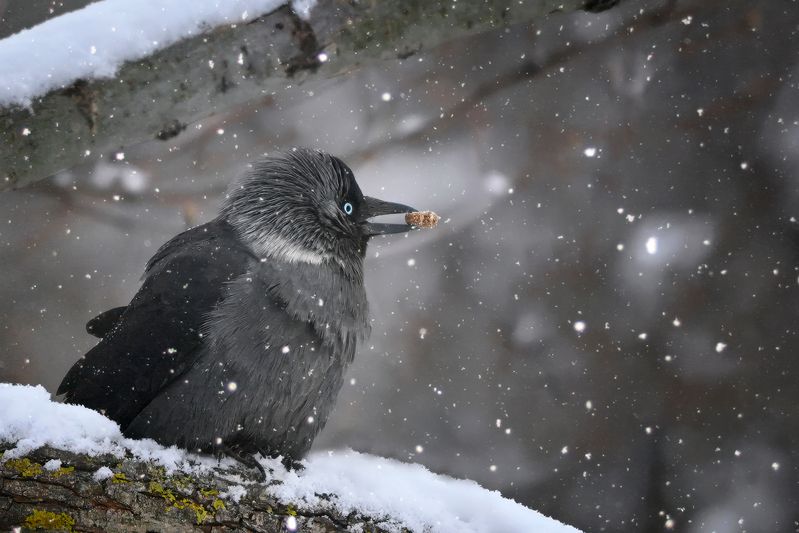 Снегобургерphoto preview