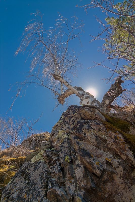 каменное деревоphoto preview