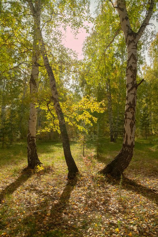 ранняя осеньphoto preview