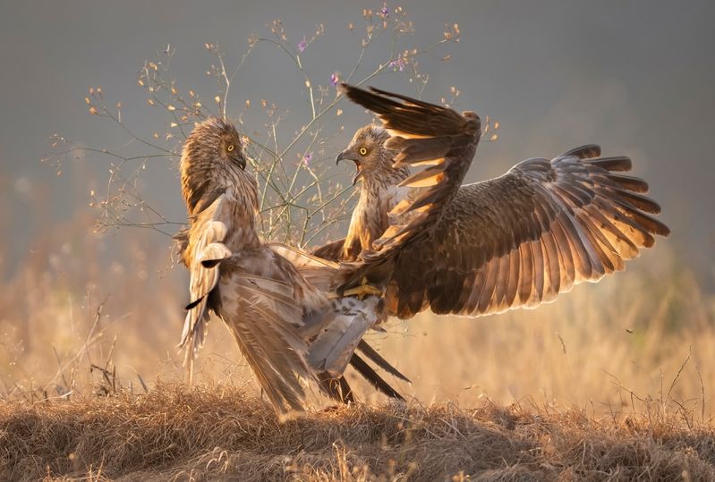 Эпичные луниphoto preview