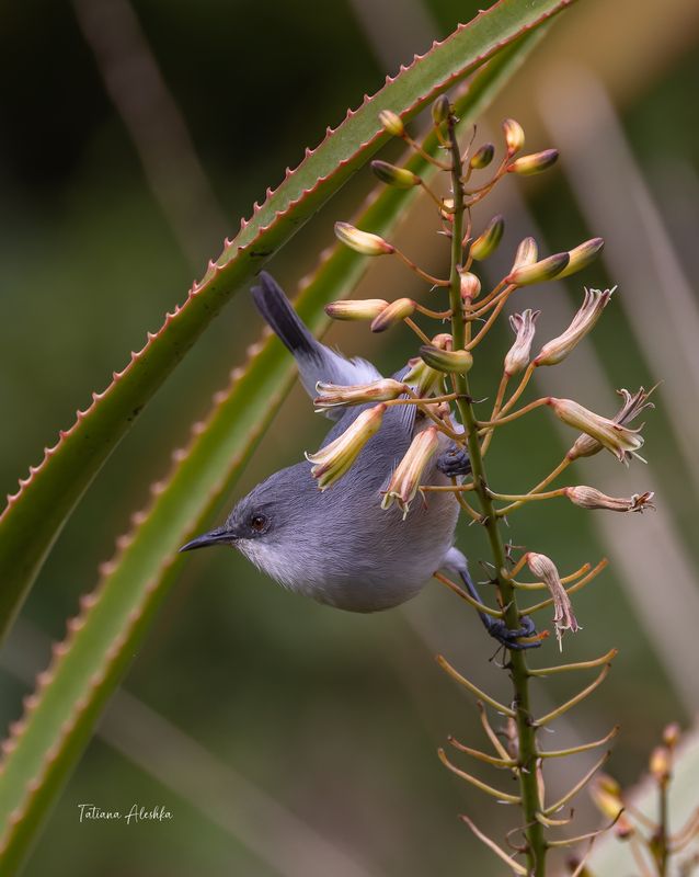 Белопоясная белоглазка  (Mauritius Gray White-eye)photo preview