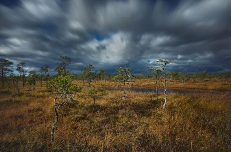 ленобласть, мухинское болото, пейзаж, рассвет, landscape, nature, природа, foggy, болото, выборгский район, ленинградская область На болото идёт непогодаphoto preview