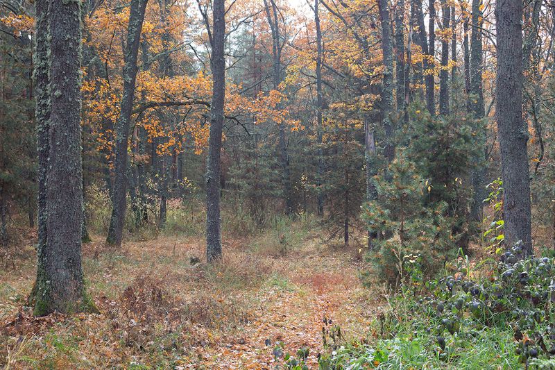 осень, октябрь, лес photo preview