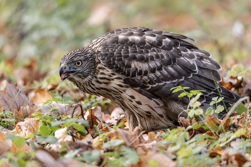 ястреб тетеревятник, ястреб, тетеревятник, птицы, ястреб-тетеревятник, хищники, хищная птица. hawk, birds, goshawk photo preview