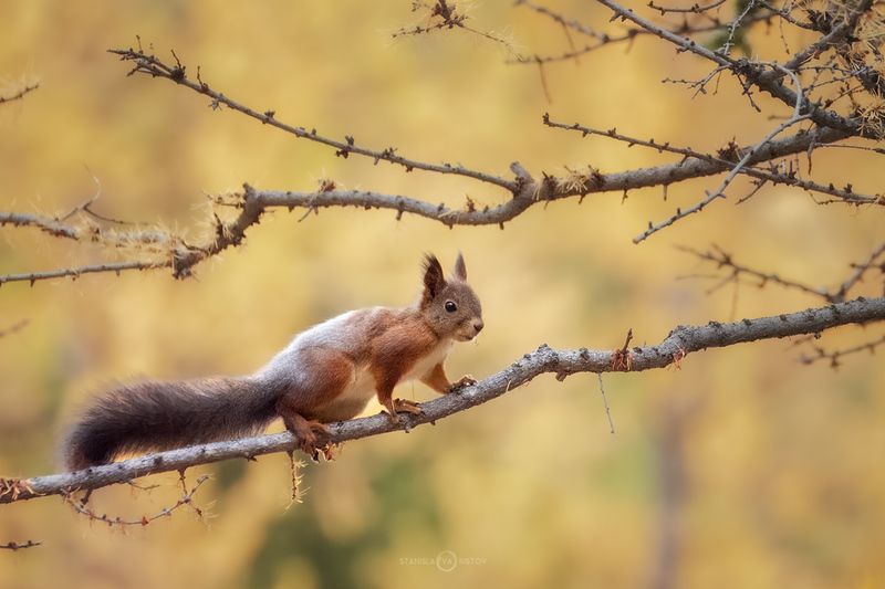 Алтайская белкаphoto preview