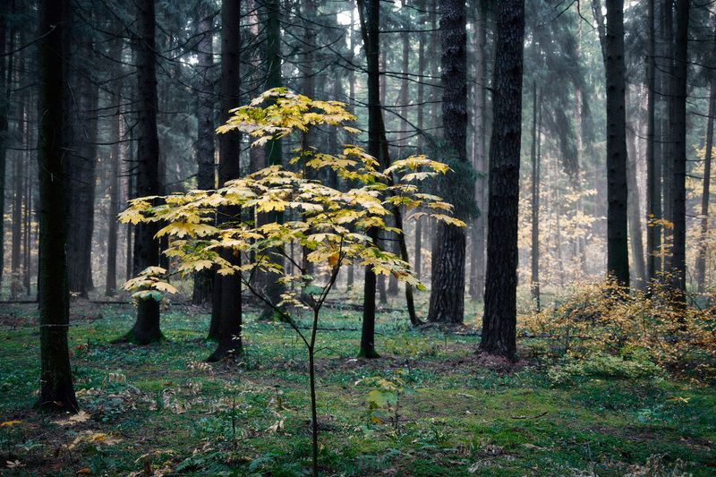лес, деревья, листва, осень В осеннем лесуphoto preview