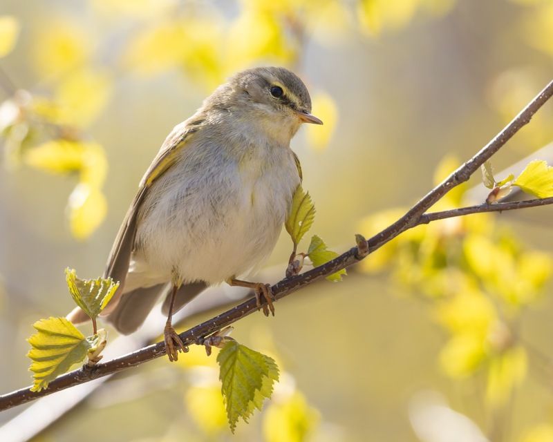 весничка, пеночка, птицы, пеночка-весничка Весничкаphoto preview