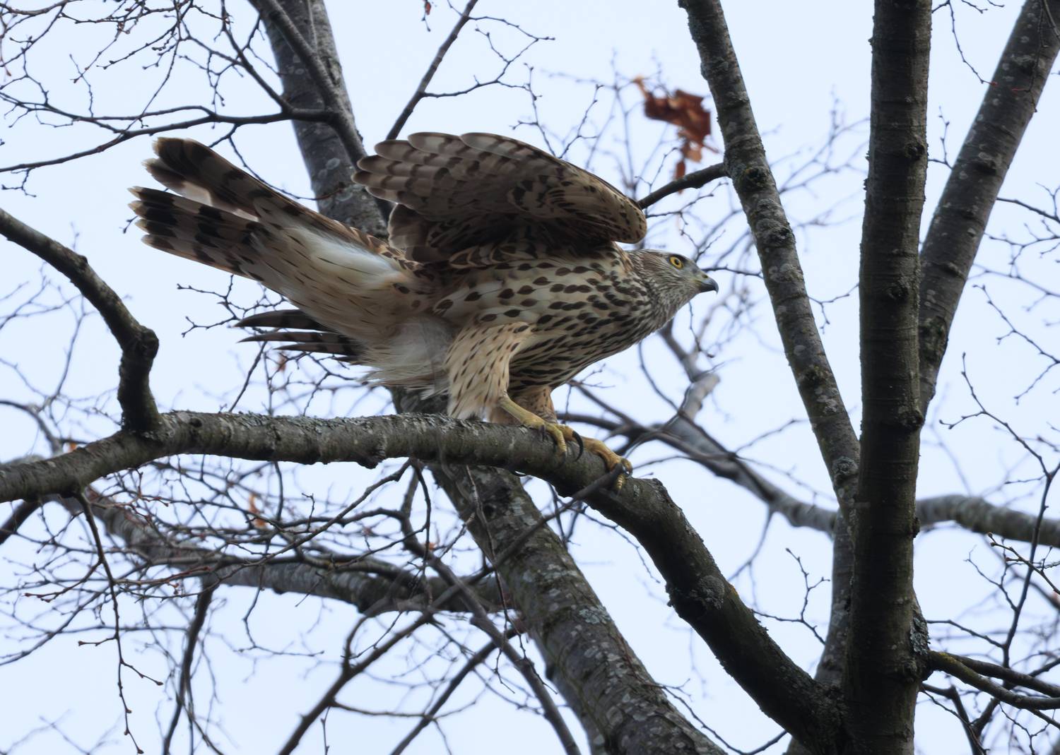 ястреб тетеревятник хищник птица, Светлана Холодняк