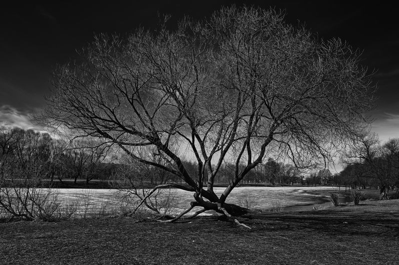 Деревоphoto preview