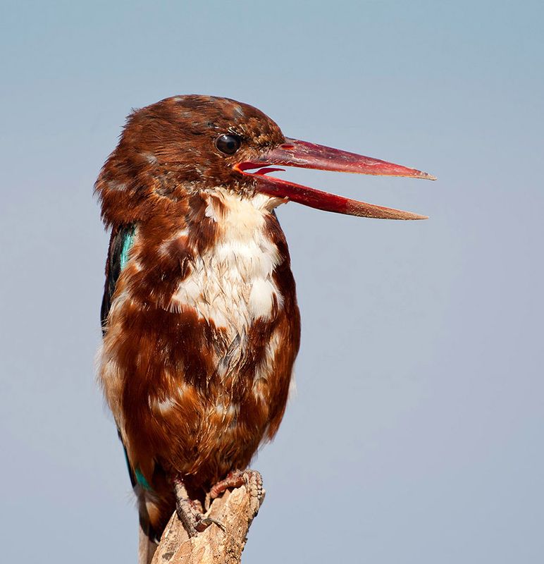 white-throated kingfisher, kingfisher, зимородок, израиль, israel, красноклювая альциона White-throated Kingfisher - Белогрудый зимородок, Красноклювая альционаphoto preview
