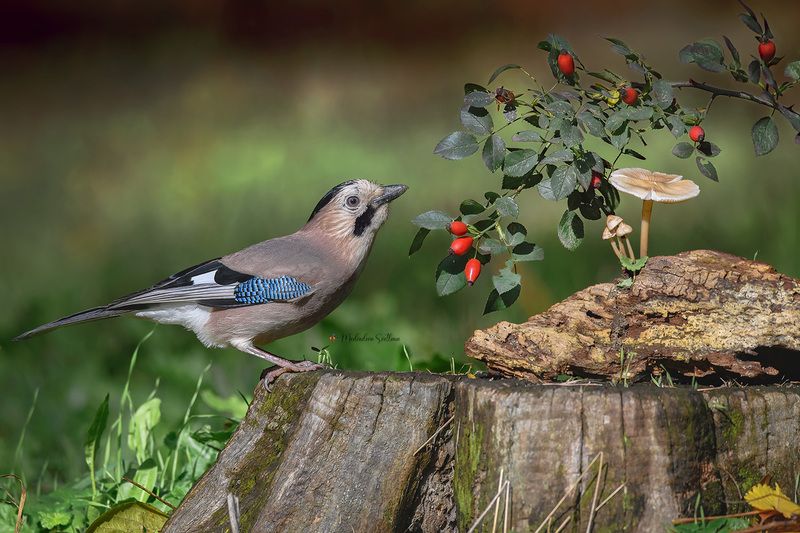 фотоохота, птица, сойка, осень, птицы Осень.photo preview