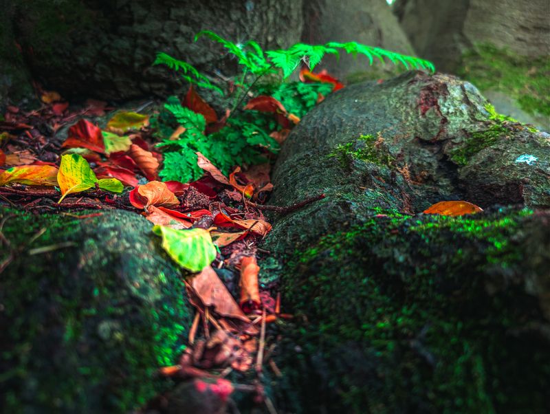 fern, leaf, frond, macro, close-up, vibrant, bright green, green, nature, botany Vibrant Fern Leaf Macrophoto preview