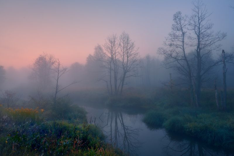 Травы приболотные ... фото превью