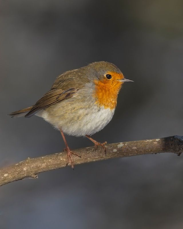 малиновка, зарянка, птицы Малиновкаphoto preview