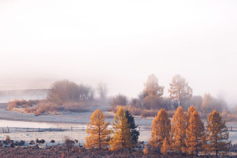 алтай, горный алтай, беляши, джазатор, лиственницы, утро, туман  фото превью