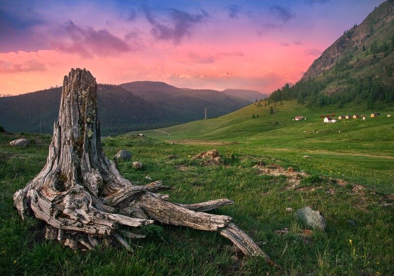 алтай, горы, природа, nikon, россия, восход Просто коряга на краю дорогиphoto preview