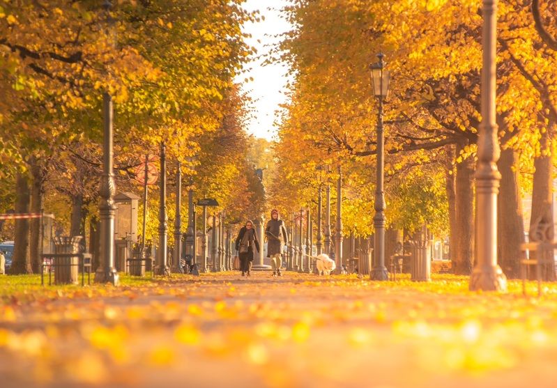 осень город золото листья Про петербургскую осень…photo preview