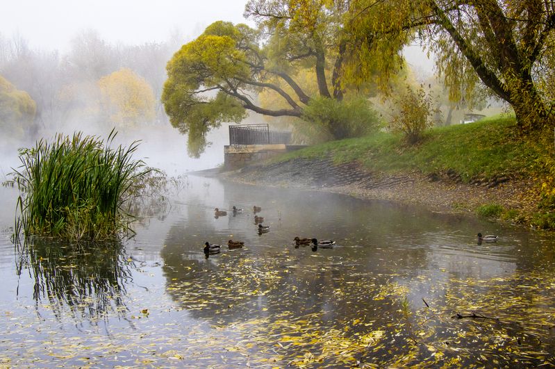 Парк им.Кирова, Киров, осень, туман Утро туманноеphoto preview