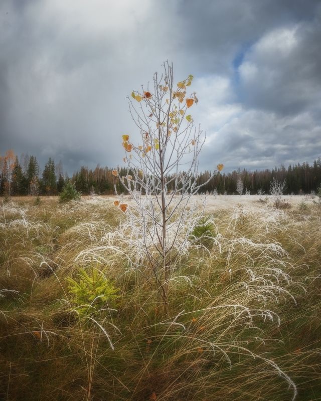 осень, иней, ленобласть ***photo preview