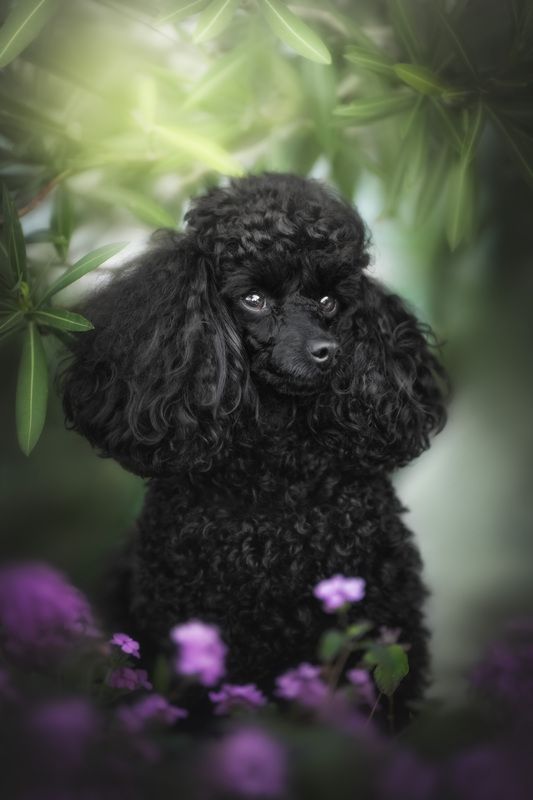 Poodlephoto preview