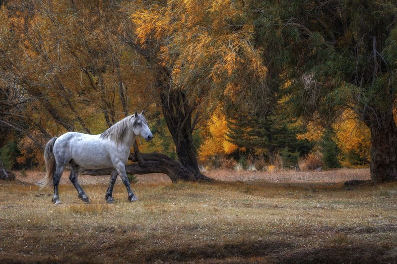 Алтай photo preview