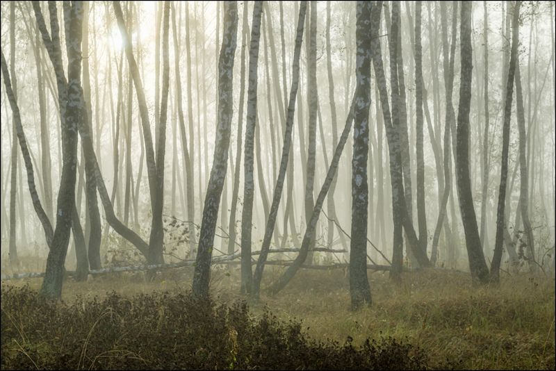 Туман в берёзовом лесу малоцветным сентябрьским утромphoto preview