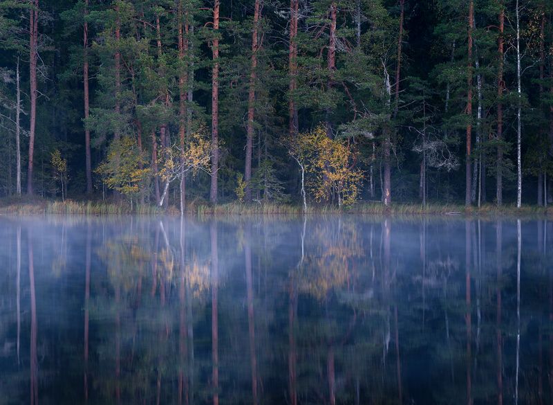 Жёлтые берёзы фото превью