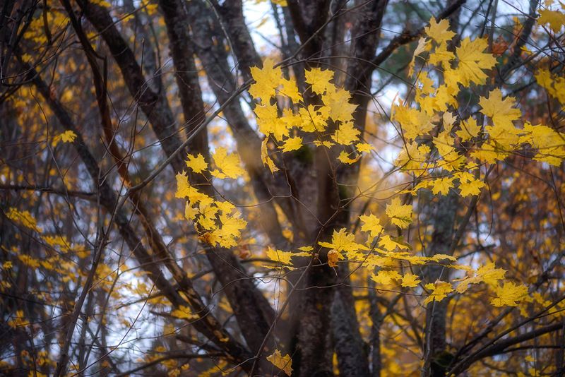 Октябрьphoto preview