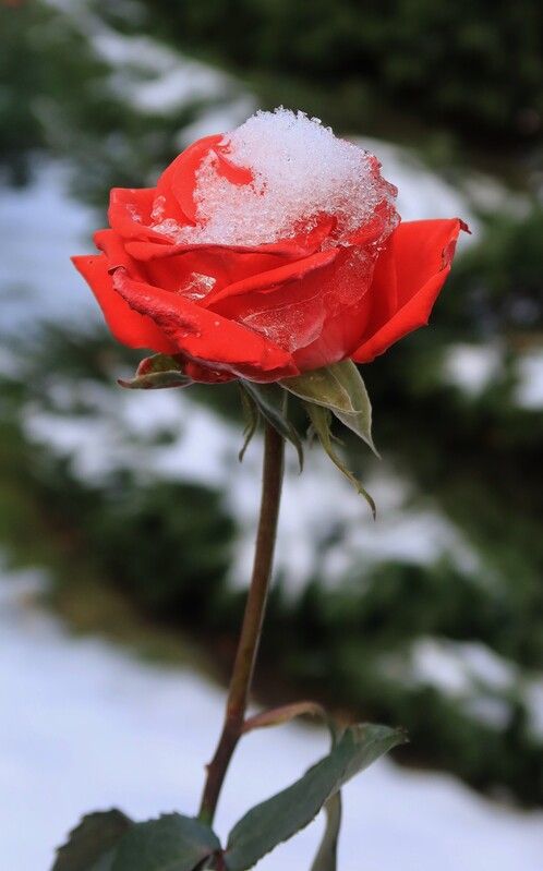 цветы,роза,снег,октябрь Первый снегphoto preview