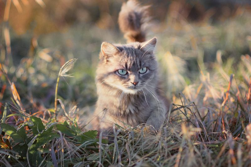 дворовая кошка Эмоциональный портрет.photo preview