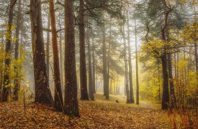осень, сентябрь, утро, туман, лес, деревья, трава, кусты, опавшие листья Затихший лес в туманеphoto preview