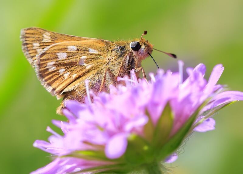 насекомые, бабочка, толстоголовка, запятая, лето, июль Толстоголовка фото превью