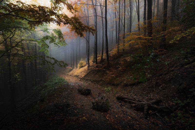 Autumn in the forestphoto preview